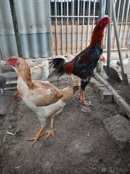 Malajka velká pšeničná - 2