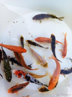 Koi kapr - 2