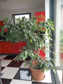 Fíkus Benjamin 150 cm - 2