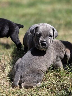 cane corso - 2