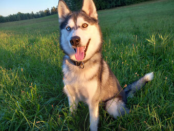 Štěnátka SIBIŘSÁ HUSKY - 2