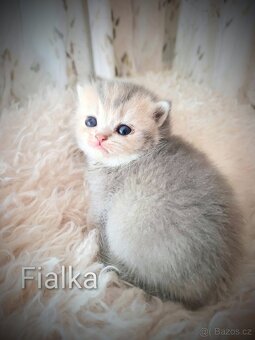 Luxusní britská zlatá a modrozlatá koťátka, s PP - 2