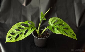 SLEVA⤵️ Monstera Monkey Mask Adansonii - 2