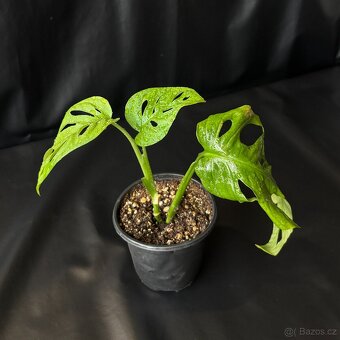 SLEVA⤵️ Monstera Monkey Mask Adansonii - 2