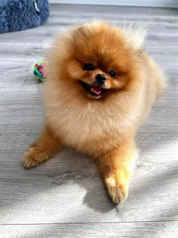 Pomeranian mini - 2