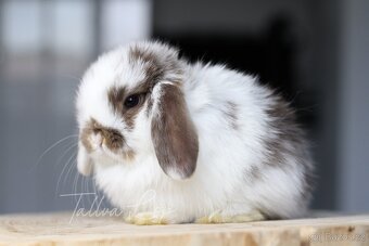 Minilop Králičci - TALLVALOP - 2