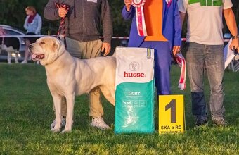 Středoasijský pastevecký pes s PP - 2