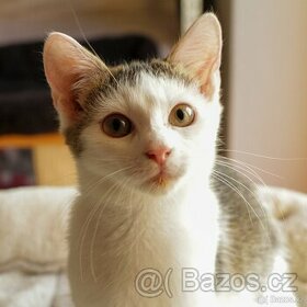 Kocourek Rošťák - 2