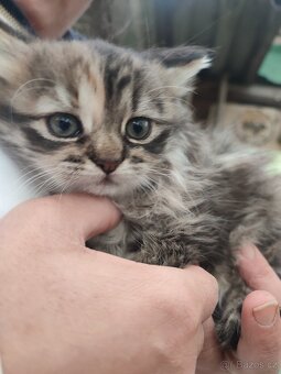 Prodám dlouhosrstou kočku - 2