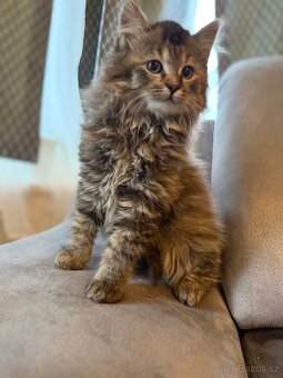 Mainská mývalí - 2