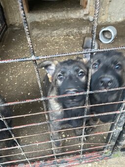 Německý ovčák - 2