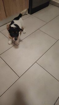 Jack Russell - 2
