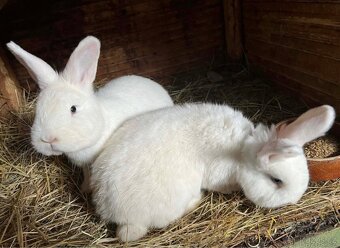 Vídeňský králík - 2