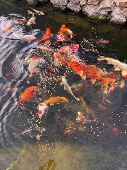 Koi - 2
