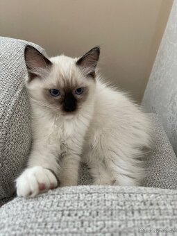 Kotata Ragdoll bez PP - 2