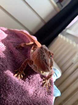 Agama vousata samec - 2