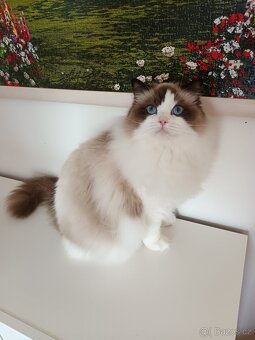 Kocourek ragdoll s PP - 2