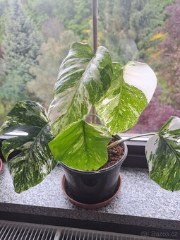 Panašovaná Monstera - 2