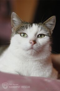 Cassandra ❤ mazlivá kočička ❤ - 2