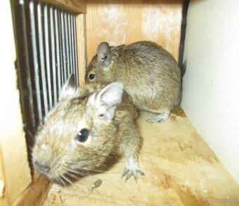Osmák Degu - mláďata - 2