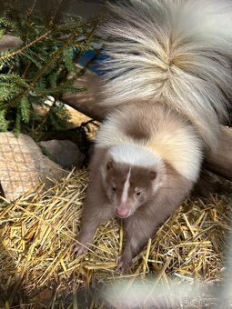 Skunk pruhovaný - 2