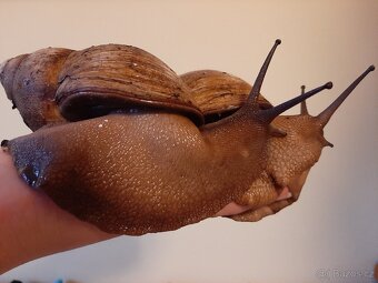 Archachatina margarita ovum - 2