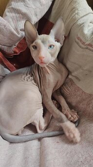 Koťátka Don sphynx bez PP - 2
