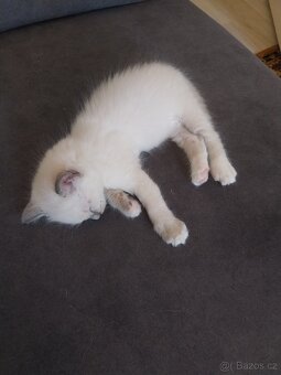 Ragdoll kotě - 2