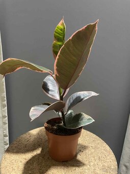 Fíkovník pryžodárný (Ficus elastica) č. 3 - 2