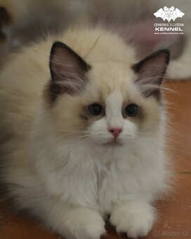 Ragdoll s PP – nádherná seal bicolor kočka na výstavy a chov - 2