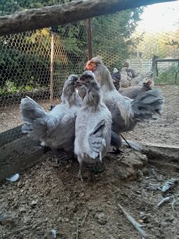 Araukana levandulová kmen - 2