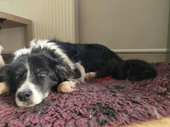 Darujeme do dobrých rukou - 2