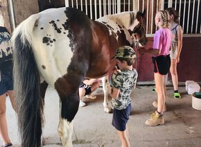 připouštění kvalitnimi plemeníky PAINT HORSE-HOMOZYGOT - 2