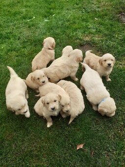 Zlatý retrívr, štěňata - 2