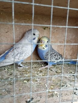 Andulky-letošní kroužek - 2