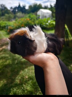 Morče rozeta, sameček - 2