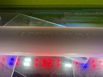 Prodám akvárium s vybavením a rybami - 2