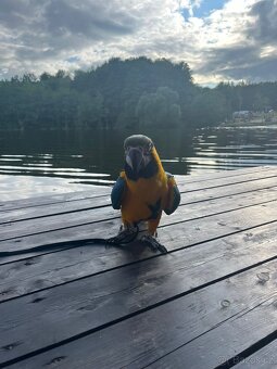 ZÁŽITKOVÝ PROGRAM S PAPOUŠKY - 2