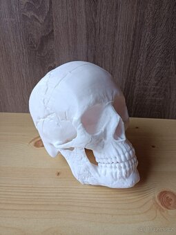 3D tisk-replika lidské lebky - 2