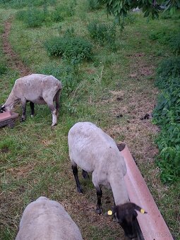 Ovce Suffolk - 2