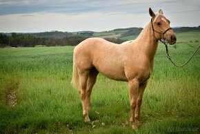 Prodám hřebce Paint Horse nar. 2023 - 2