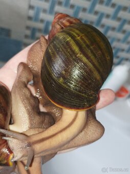 Africký šnek - Archachatina ventricosa cream body - 2