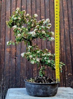 Bonsai, Bonsaj - Cotoneaster dammeri 3 - 2