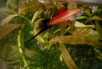 Helleri TRICOLOR - 2