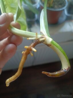 Monstera albovariegata - 2