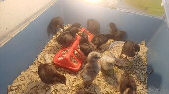 Bojovnice novoanglicka zdrobnělá a hedvabnicka zdrobnělá - 2