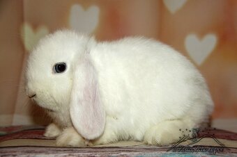 Zakrslí minilop beránek - samečci k odběru - 2