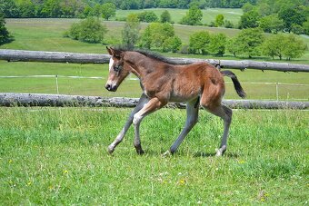 Quarter horse - 2