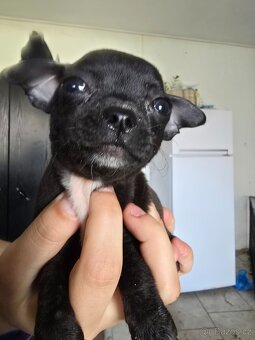 Mini civava - 2