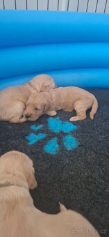 Goldendoodle F1 - 2